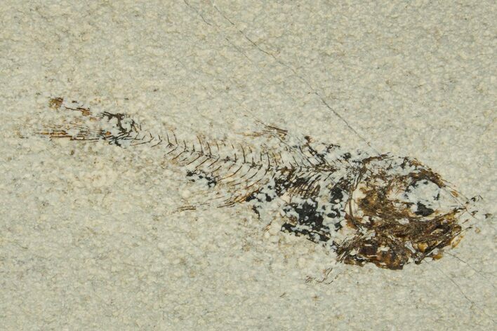 Oligocene Fossil Deep-Sea Hatchetfish (Polyipnus) - Poland #374284